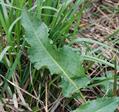 Rumex crispus